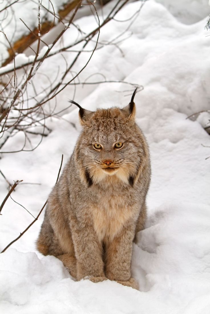 Nos animaux peuvent-ils attraper froid ?