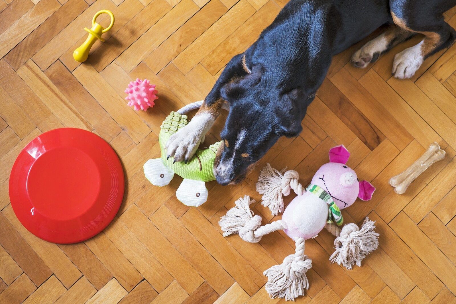 Chien Accessoires Dangereux