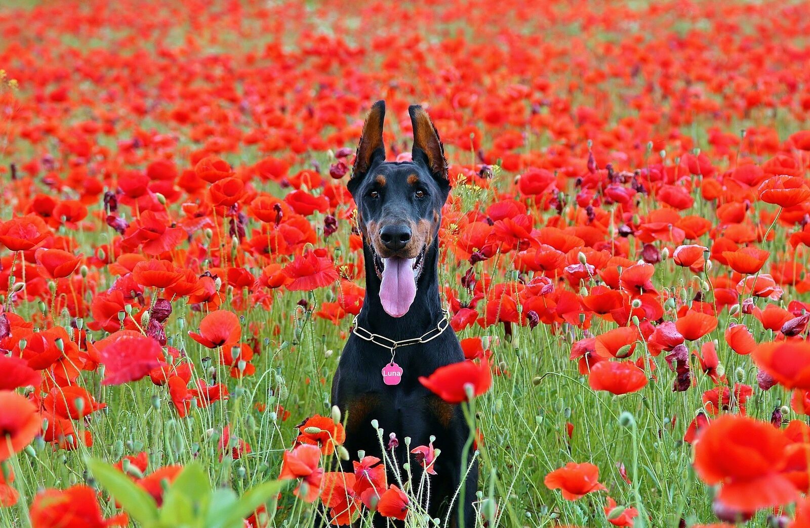chien intelligent