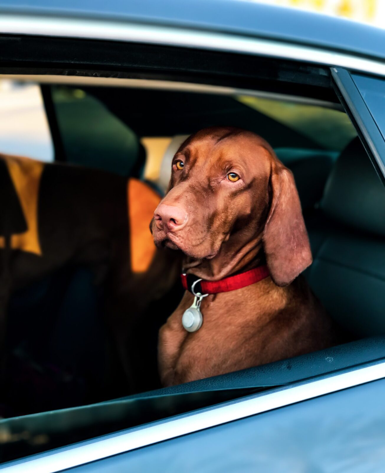 Chien Mal De Transport