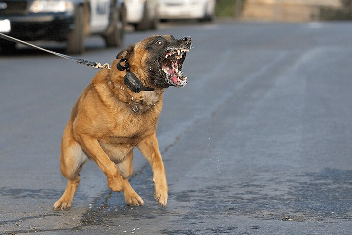 chien mordre