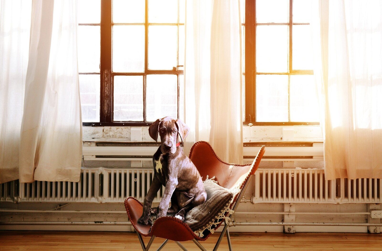 Chien Stress