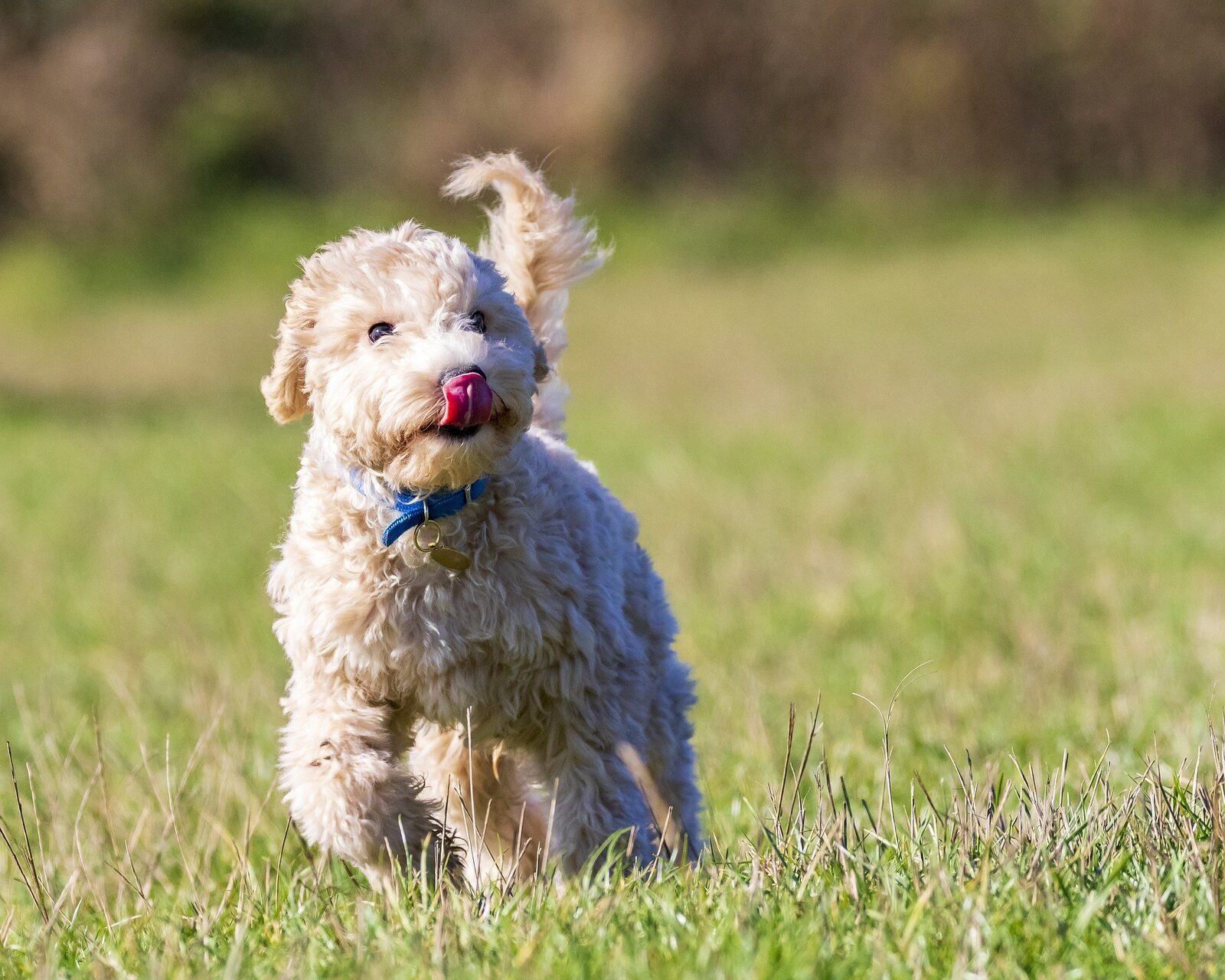 chiens moins chers