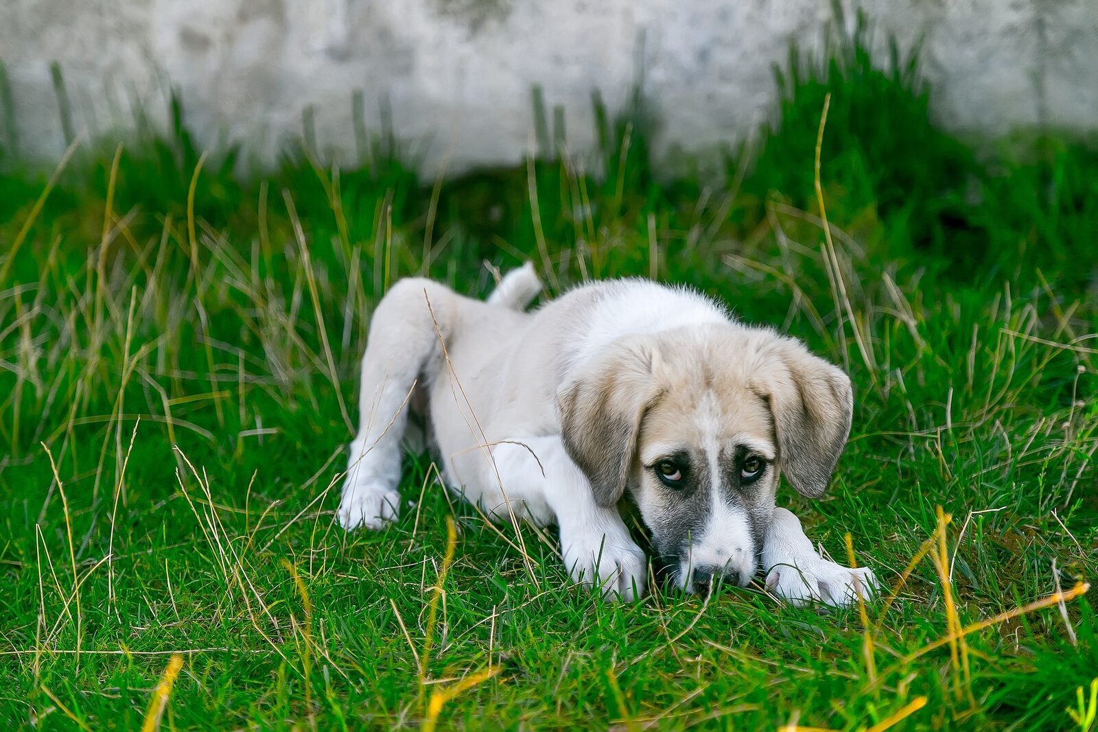 empoisonnement chien